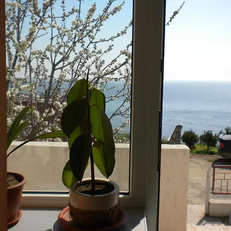 Lucian فيلة إيفوري نورد